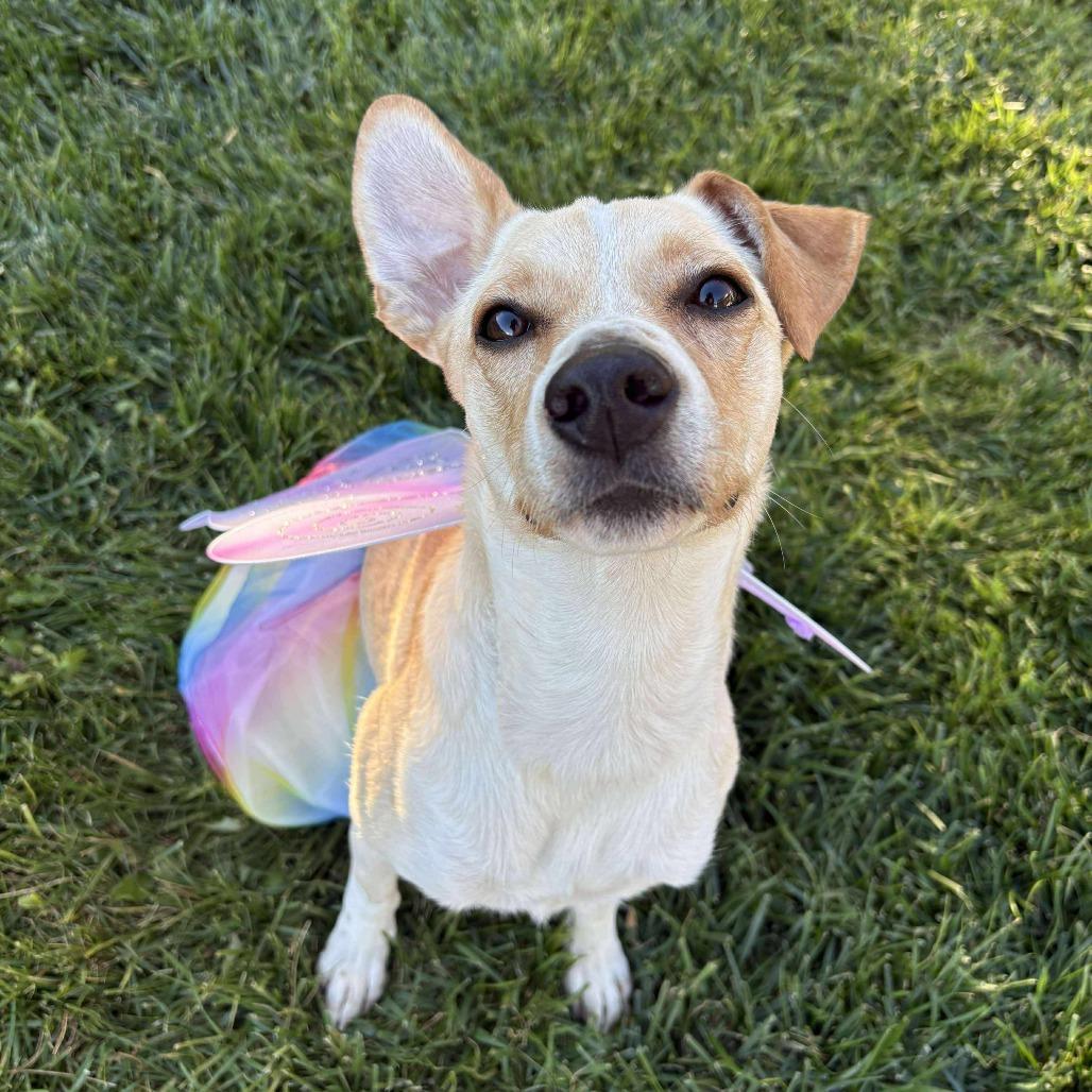 Enlarge Honey, a Adoptable mixed breed in St. George, UT image 3/3