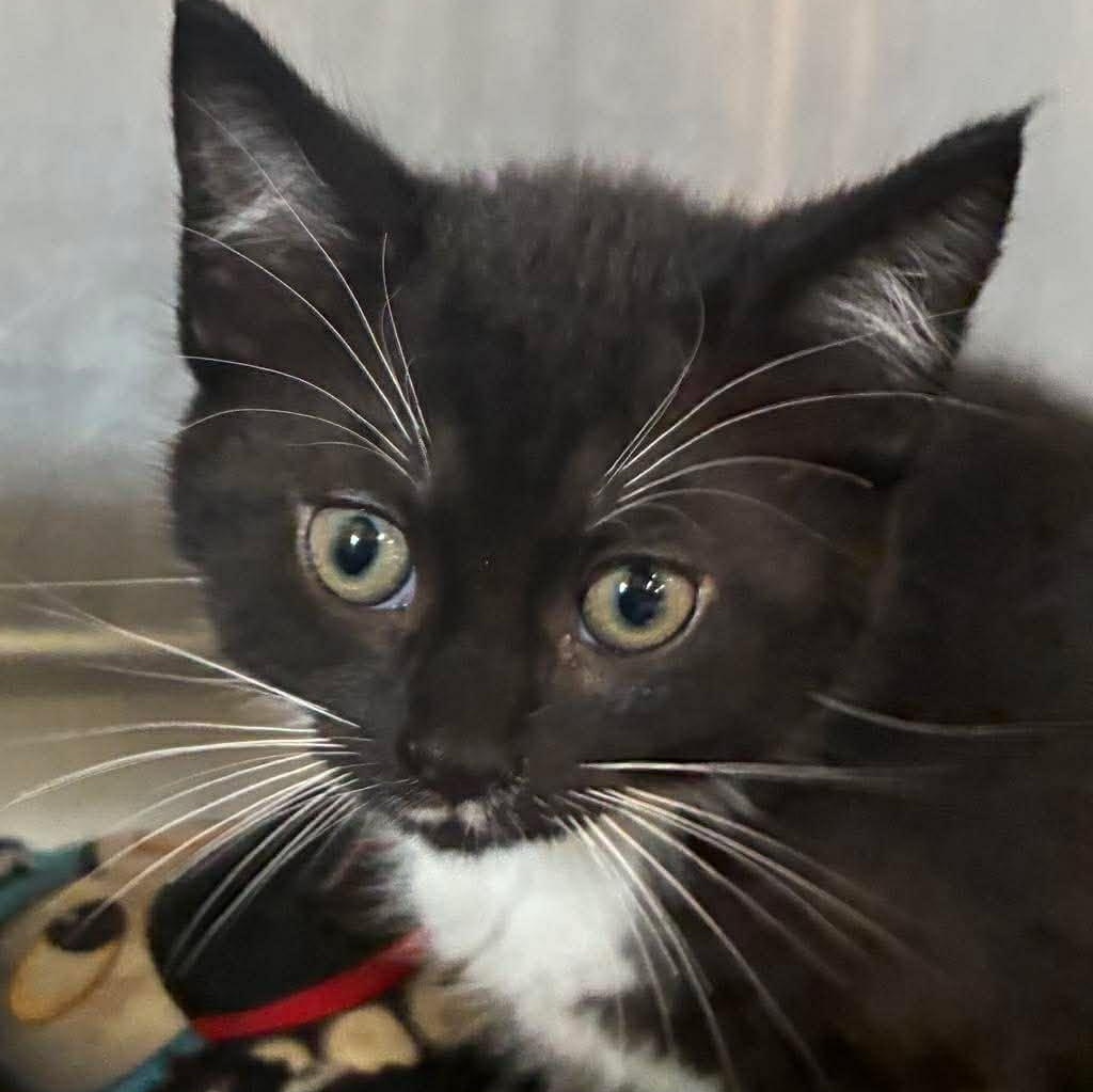 Boris, Adoptable, Kitten Male Domestic Short Hair.