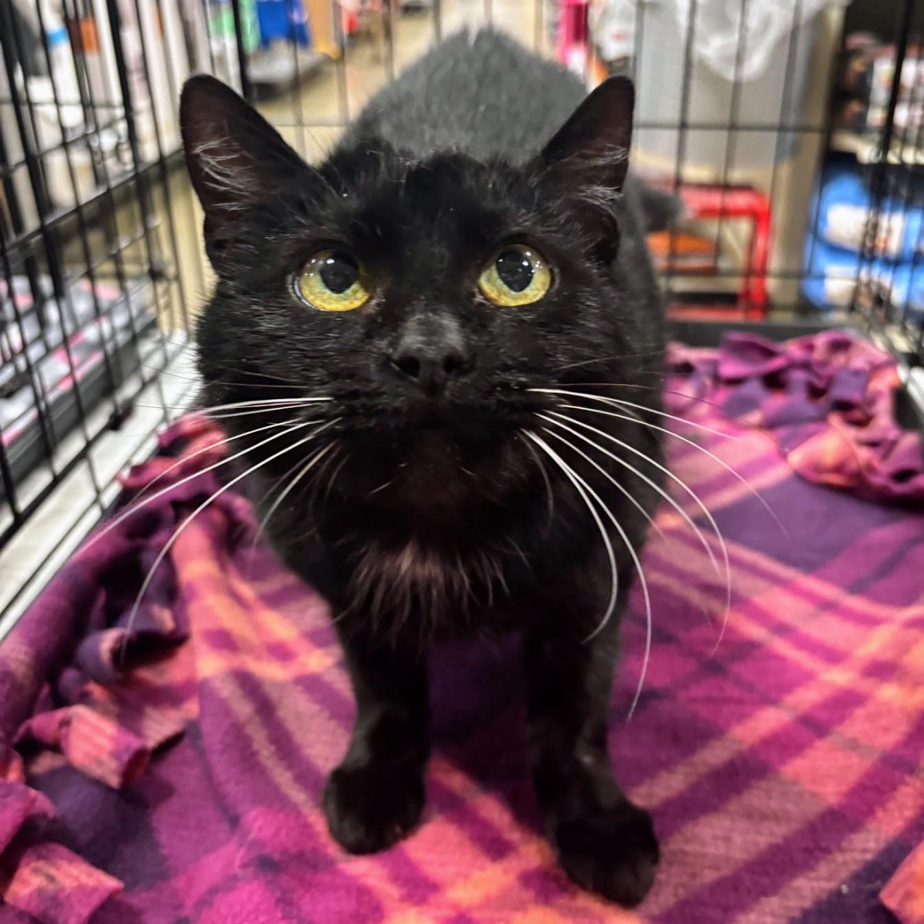 Annie, Adoptable, Adult Female Domestic Short Hair.