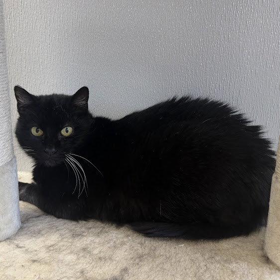 Annie 2026, a Adoptable Domestic Short Hair in Norwood, OH image 2/2