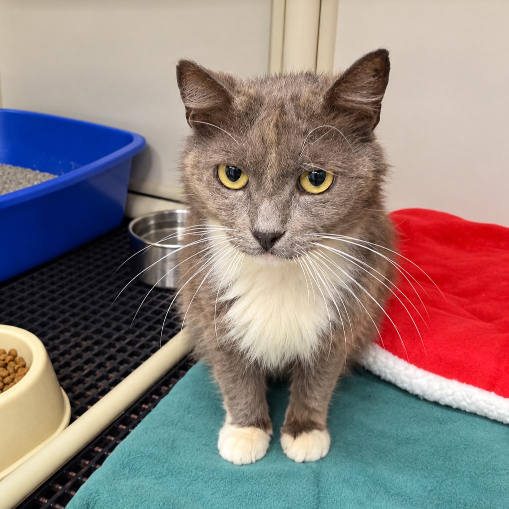 Taffy, Adoptable, Adult Male American Shorthair.