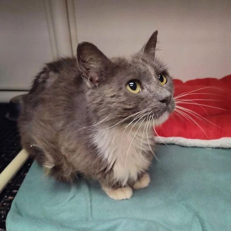 Enlarge Taffy, a Adoptable American Shorthair in Bendena, KS image 2/2