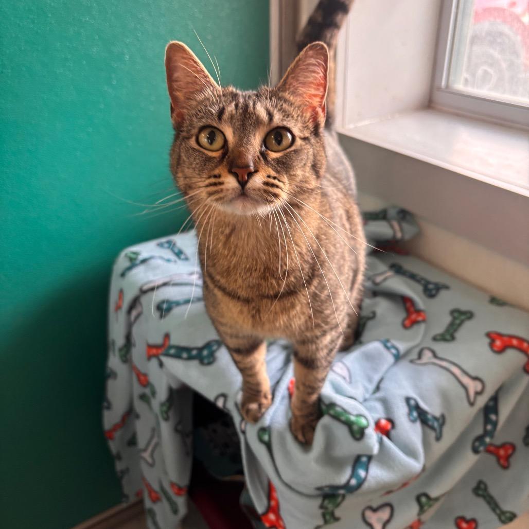 Enlarge Ms. Belleville, a Adoptable Domestic Short Hair in Belleville, IL image 1/2