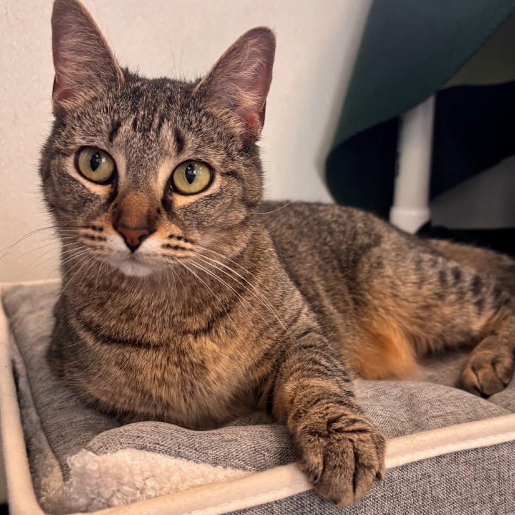 Enlarge Ms. Belleville, a Adoptable Domestic Short Hair in Belleville, IL image 2/2