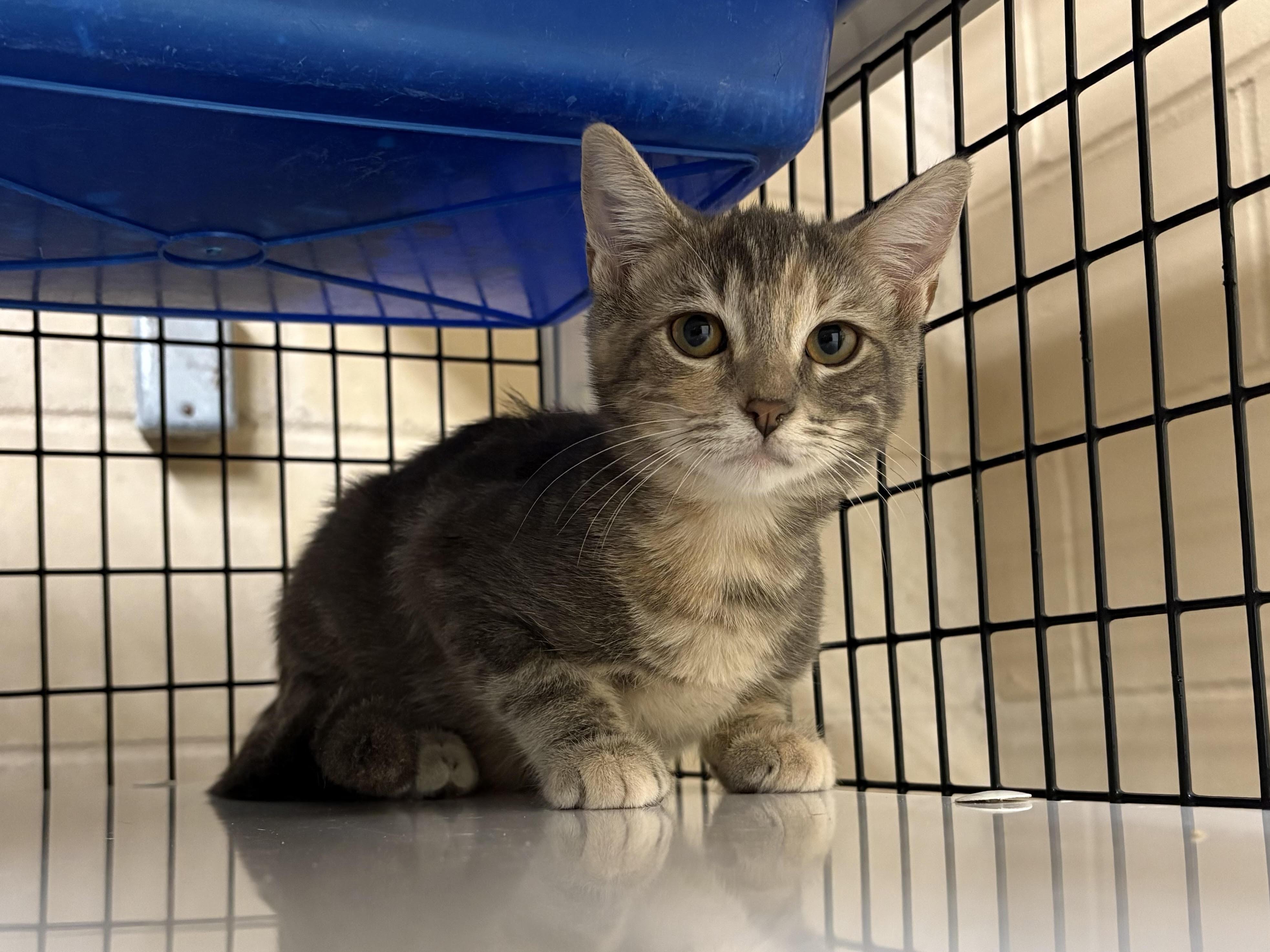 Harriet, Adoptable, Young Female Domestic Short Hair.