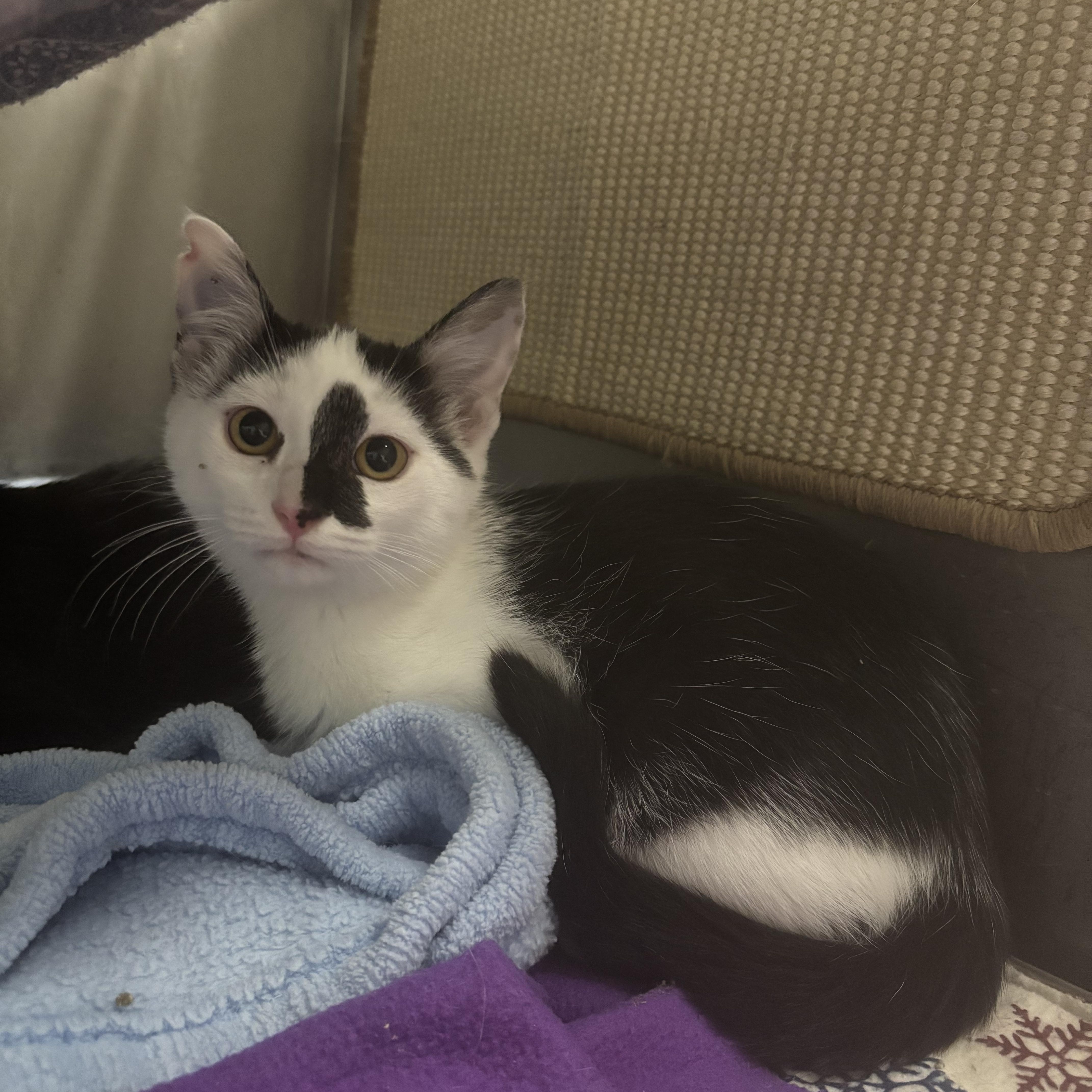 Gemini, a ADOPTABLE Domestic Short Hair in Boone, IA image 2/5