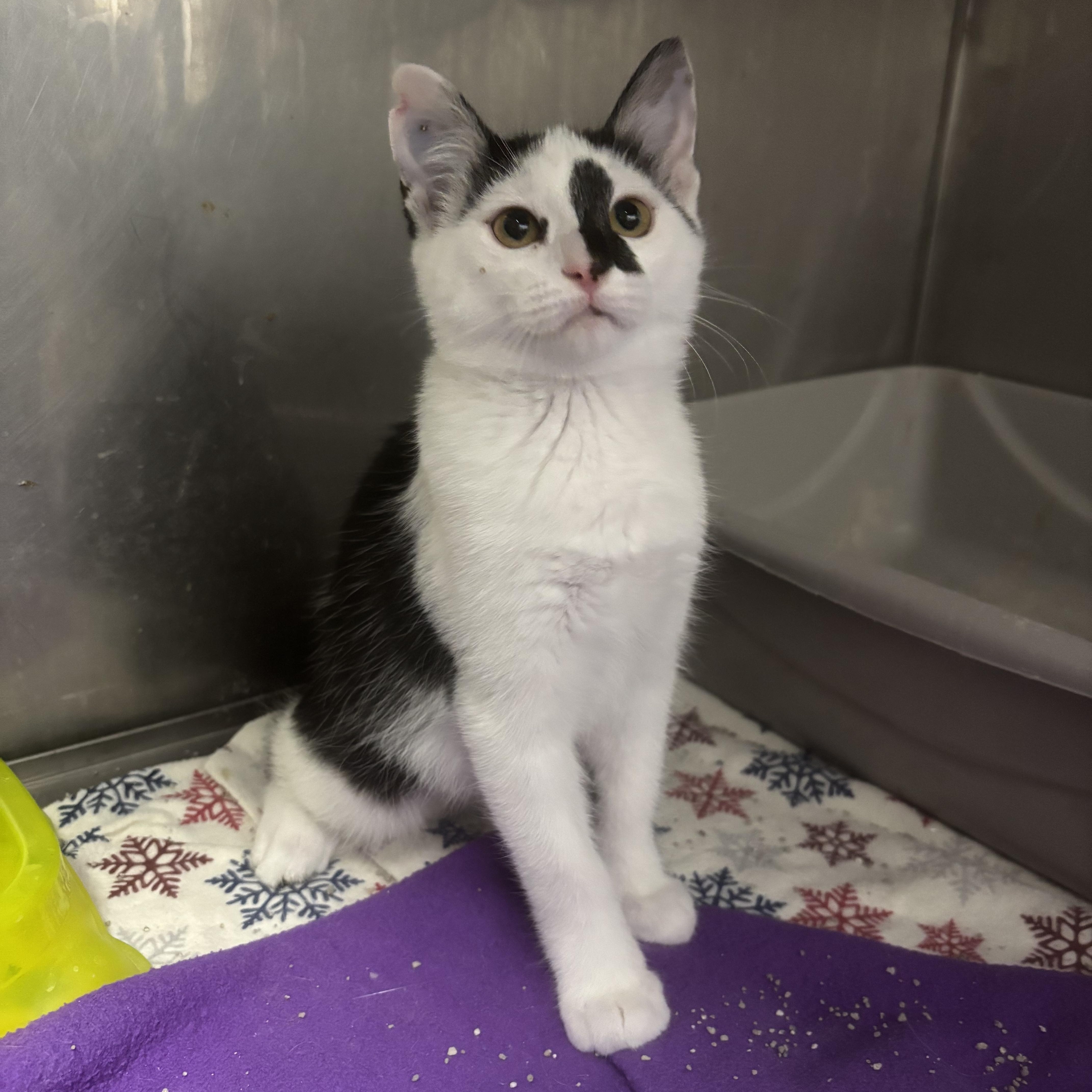 Gemini, a ADOPTABLE Domestic Short Hair in Boone, IA image 3/5