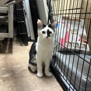 Gemini, a ADOPTABLE Domestic Short Hair in Boone, IA image 6/6