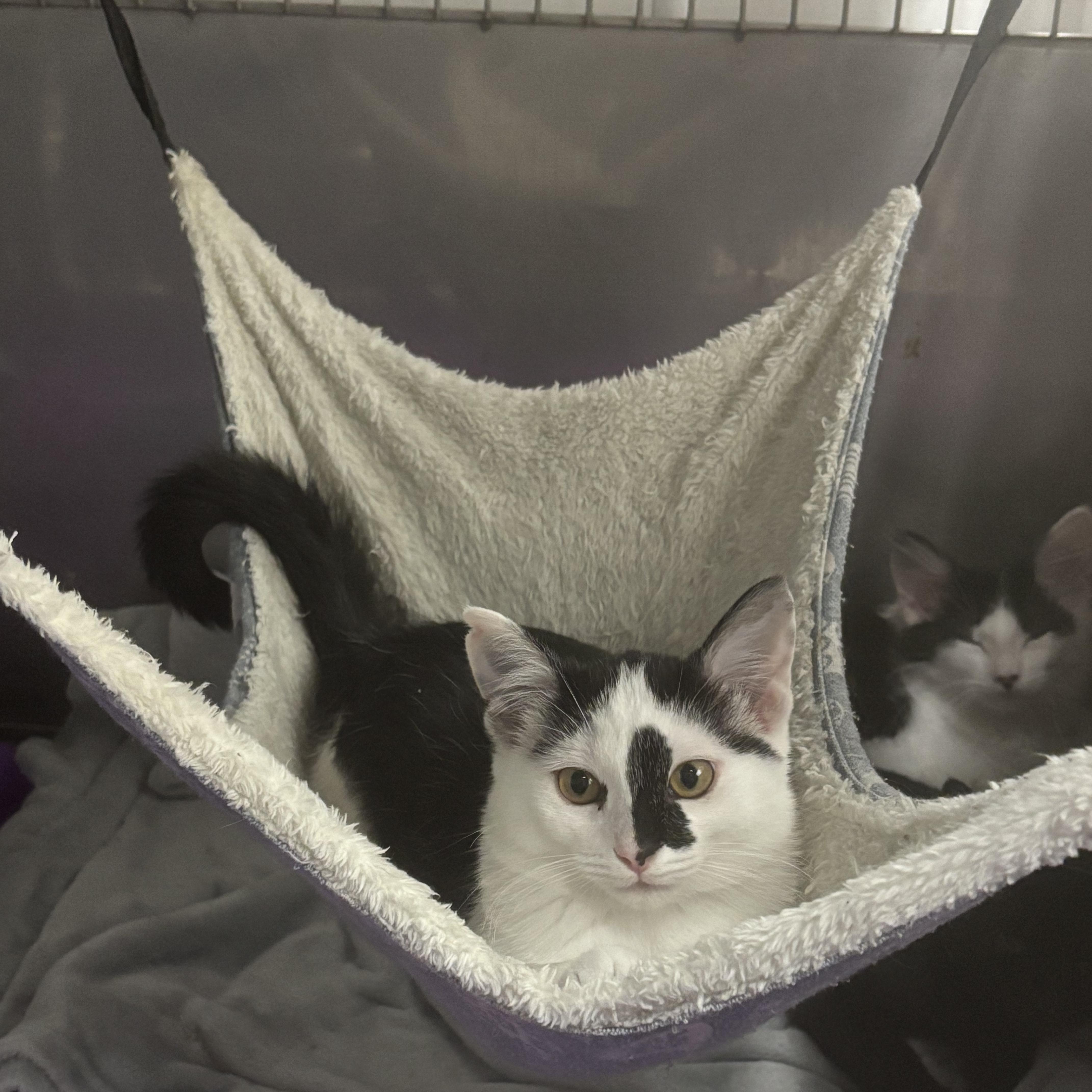 Gemini, a ADOPTABLE Domestic Short Hair in Boone, IA image 2/6