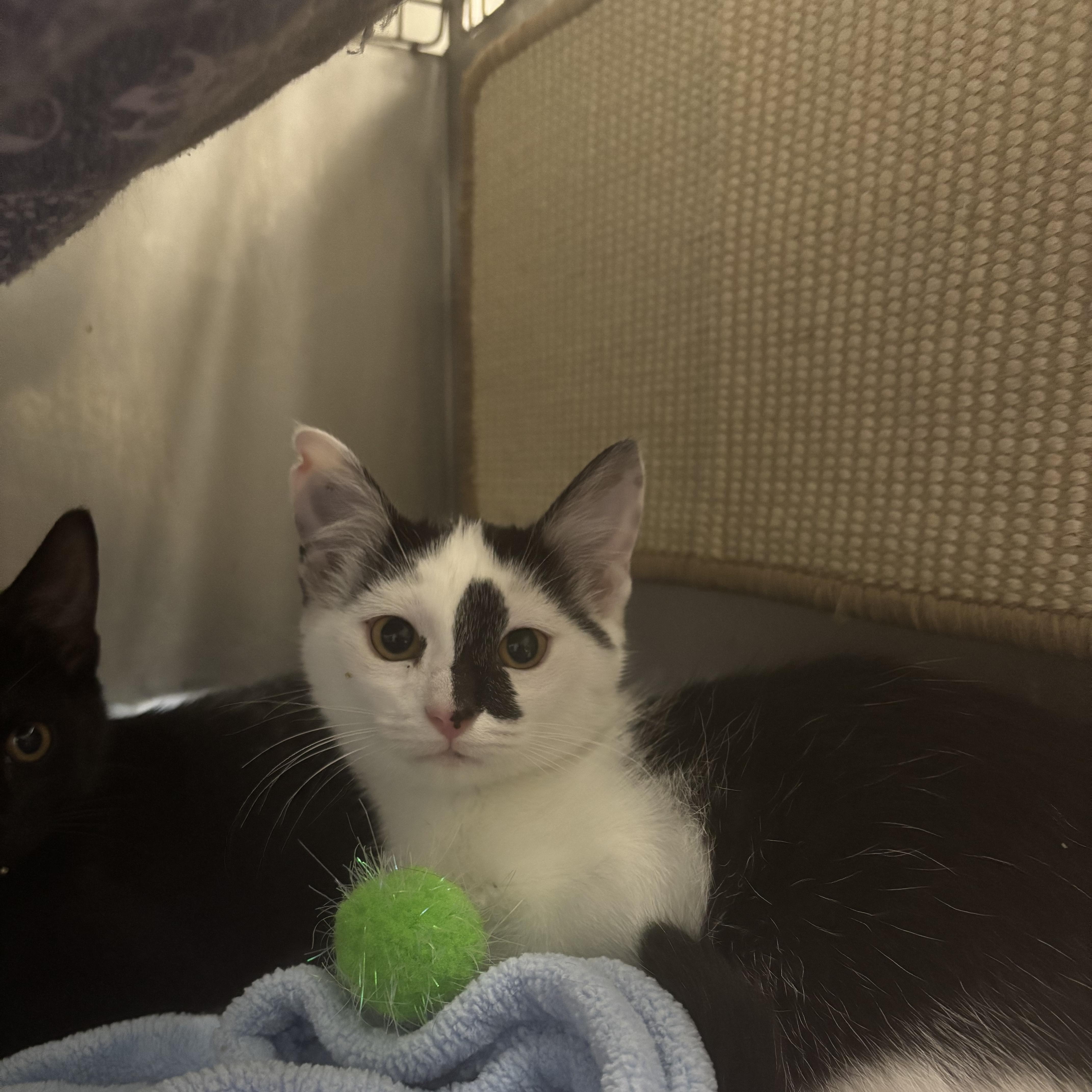 Gemini, a ADOPTABLE Domestic Short Hair in Boone, IA image 4/5