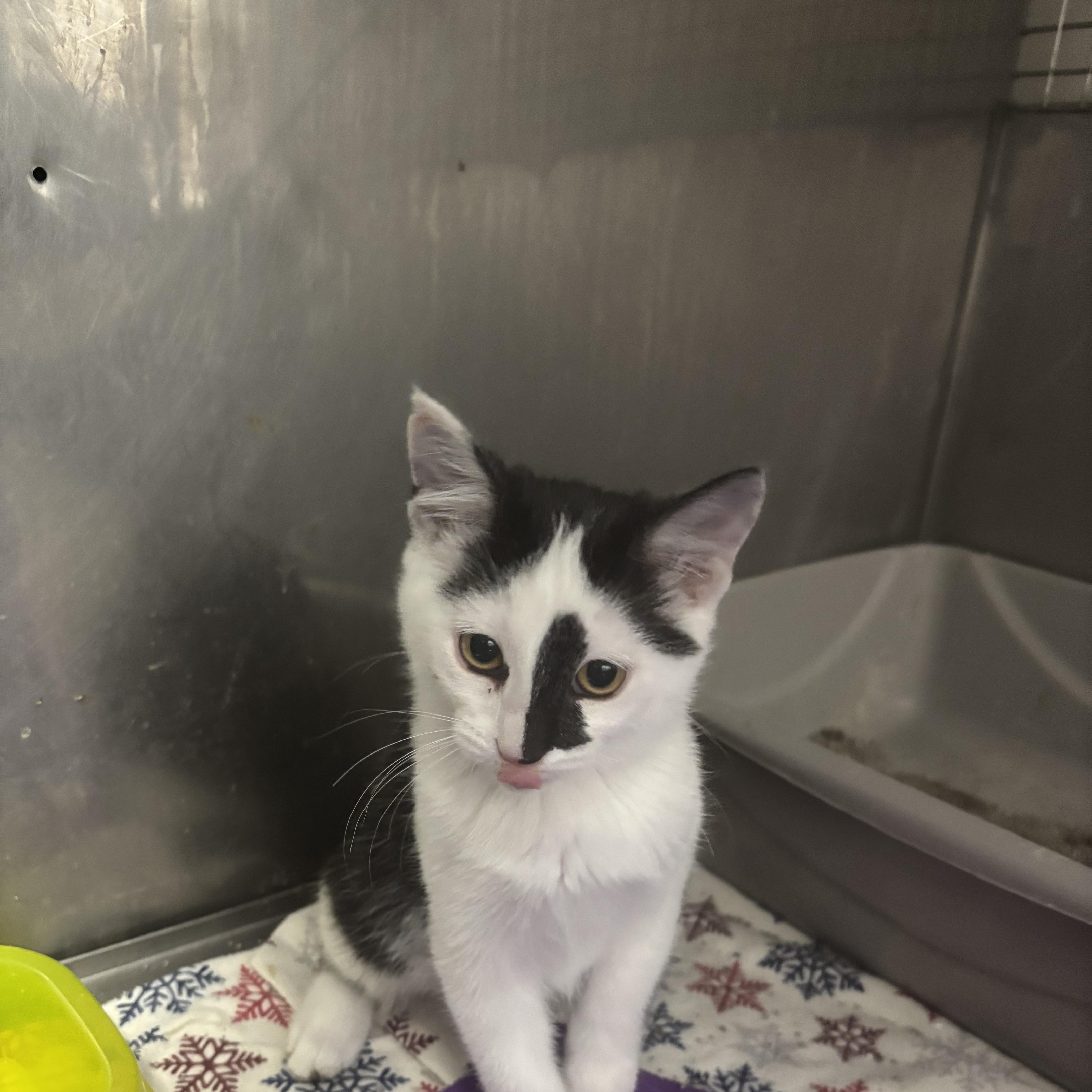 Gemini, a ADOPTABLE Domestic Short Hair in Boone, IA image 5/5