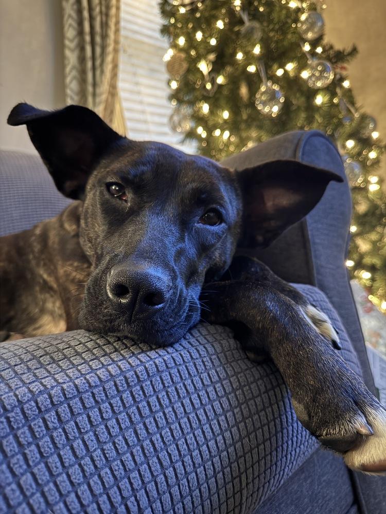 Tootsie Roll, Adoptable, Young Female Mixed Breed.