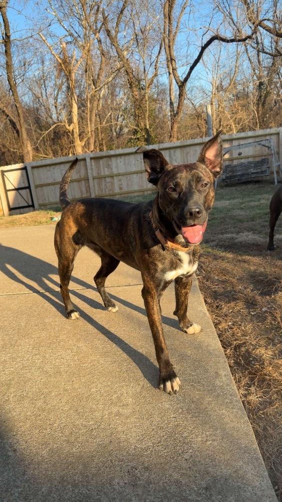 Enlarge Tootsie Roll, a Adoptable Mixed Breed in Evansville, IN image 4/7