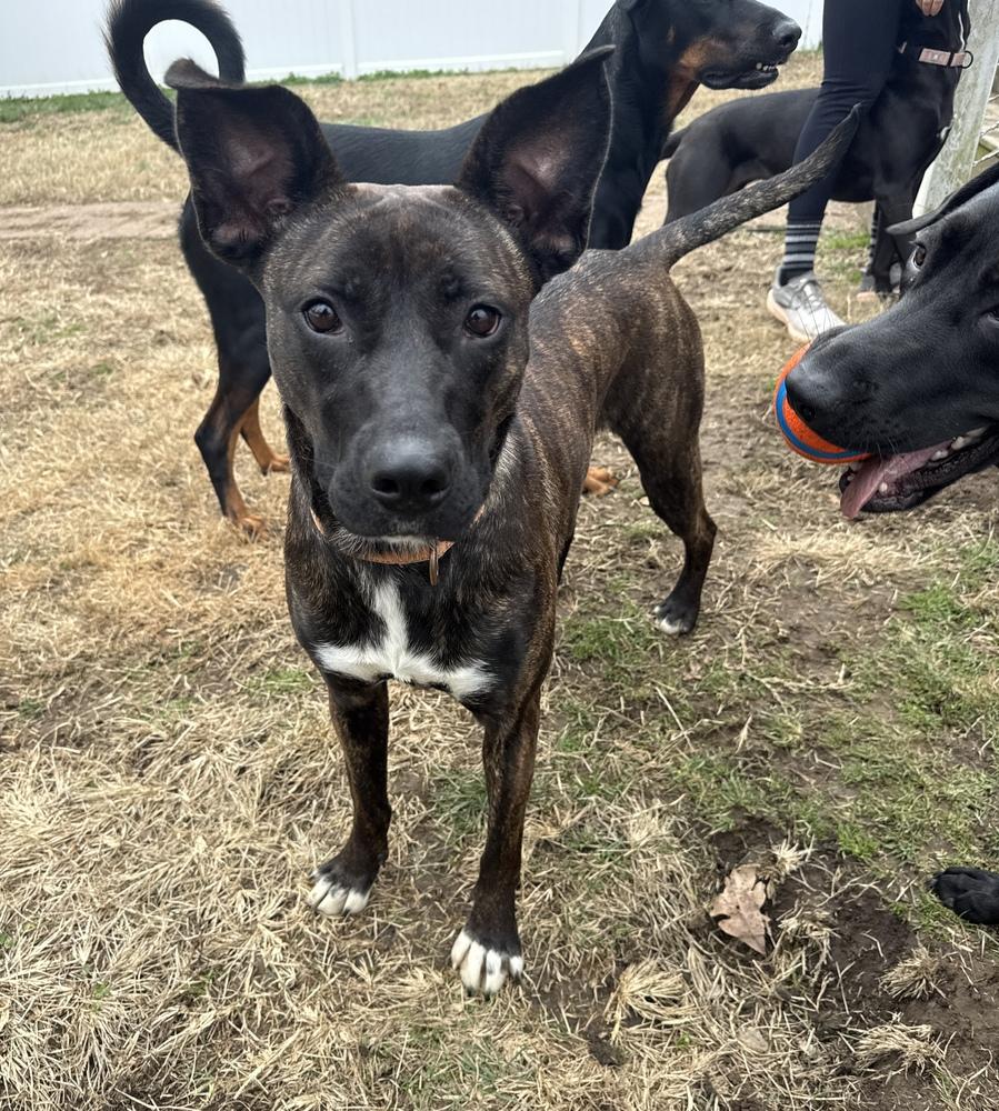Enlarge Tootsie Roll, a Adoptable Mixed Breed in Evansville, IN image 2/6