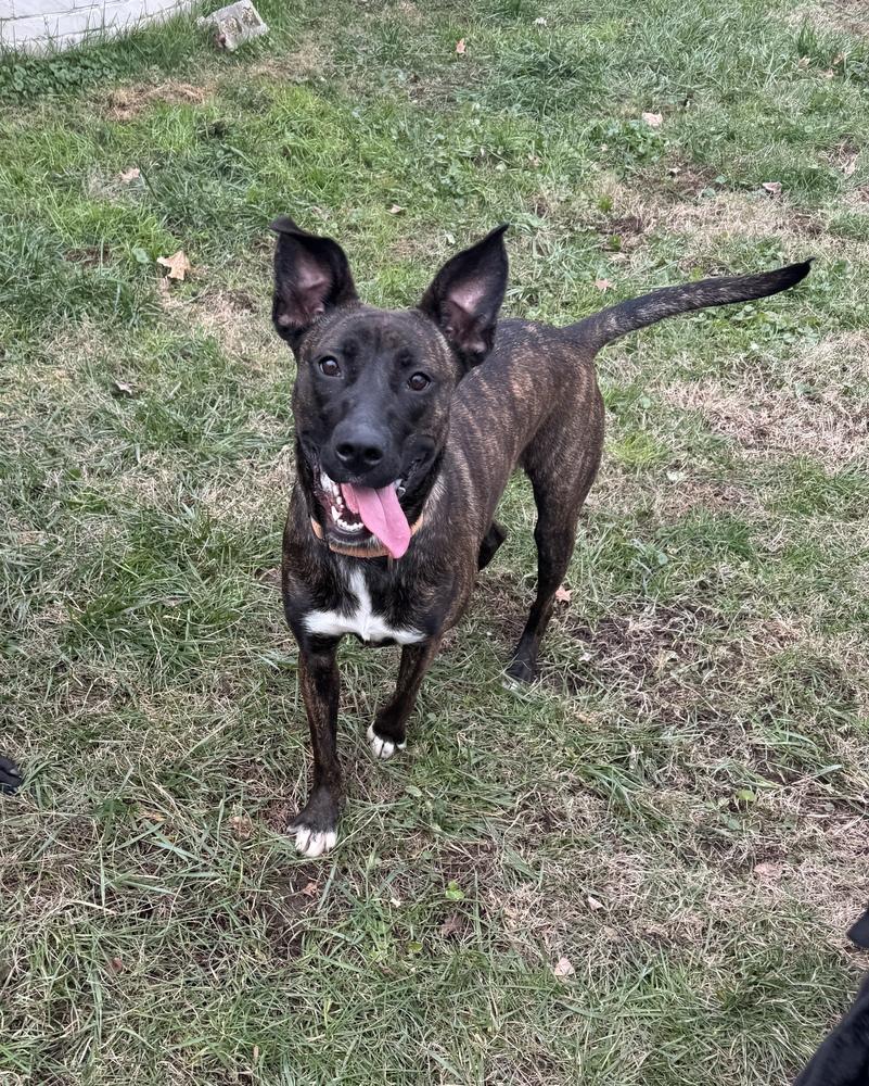 Enlarge Tootsie Roll, a Adoptable Mixed Breed in Evansville, IN image 3/6