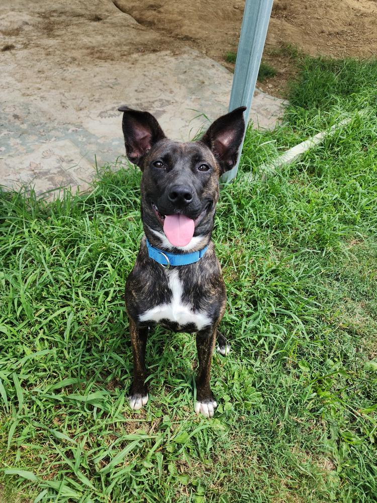 Enlarge Tootsie Roll, a Adoptable Mixed Breed in Evansville, IN image 4/6