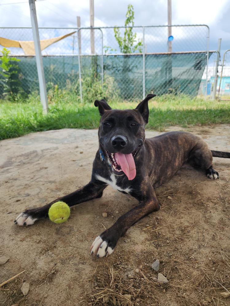 Enlarge Tootsie Roll, a Adoptable Mixed Breed in Evansville, IN image 5/6