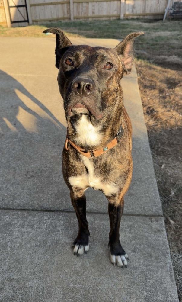Enlarge Tootsie Roll, a Adoptable Mixed Breed in Evansville, IN image 6/7