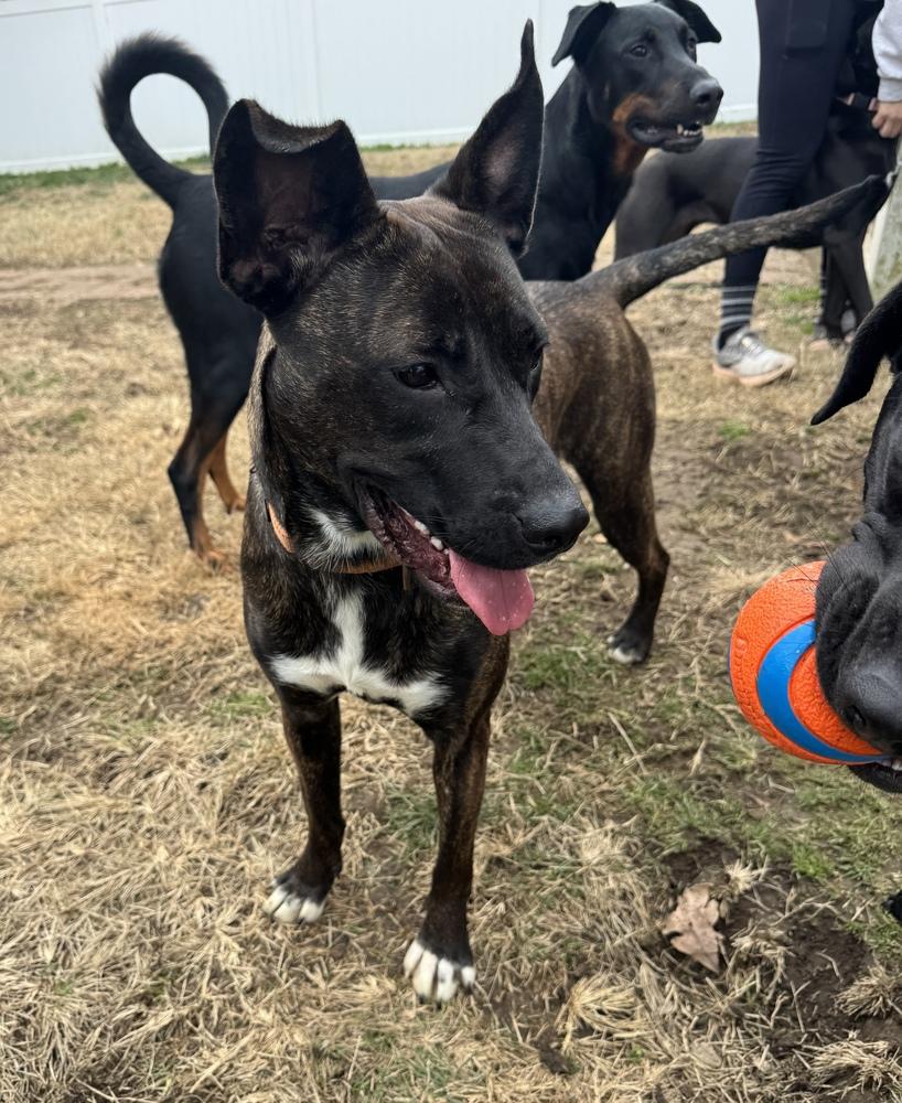 Enlarge Tootsie Roll, a Adoptable Mixed Breed in Evansville, IN image 6/6
