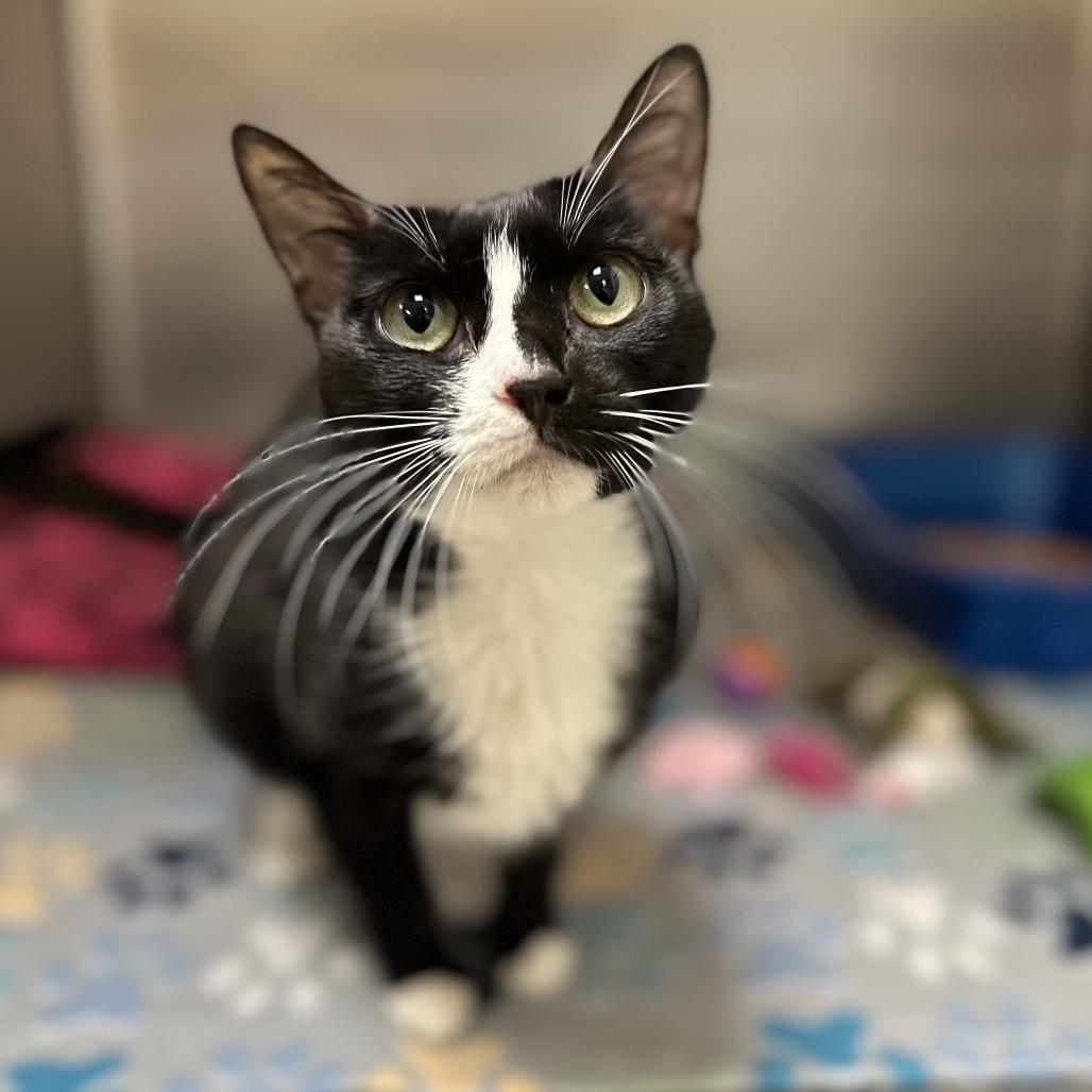 Daisy, Adoptable, Young Female Domestic Short Hair.