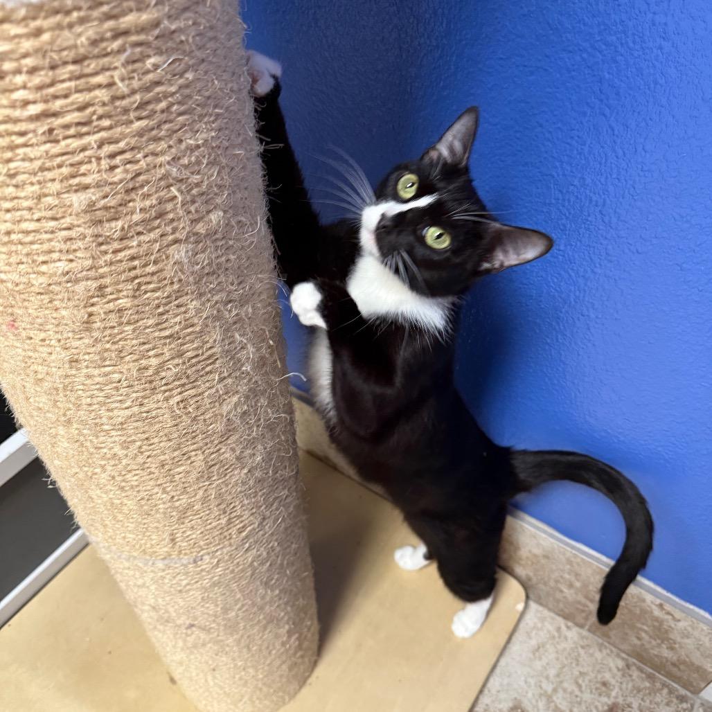 Enlarge Daisy, a Adoptable Domestic Short Hair in Titusville, FL image 2/6