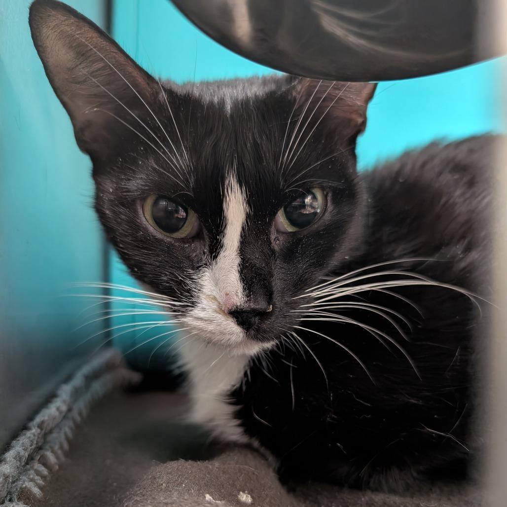 Enlarge Daisy, a Adoptable Domestic Short Hair in Titusville, FL image 3/6