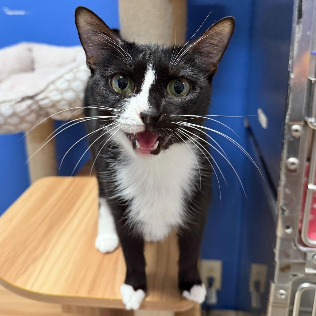 Enlarge Daisy, a Adoptable Domestic Short Hair in Titusville, FL image 4/6