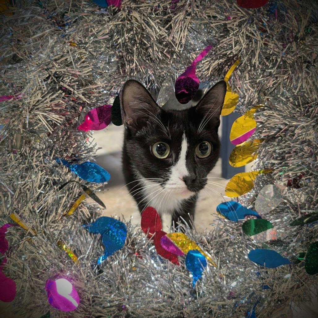 Enlarge Daisy, a Adoptable Domestic Short Hair in Titusville, FL image 5/6