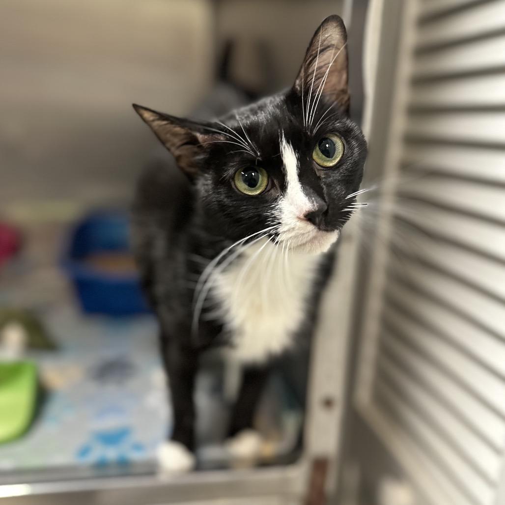 Enlarge Daisy, a Adoptable Domestic Short Hair in Titusville, FL image 6/6