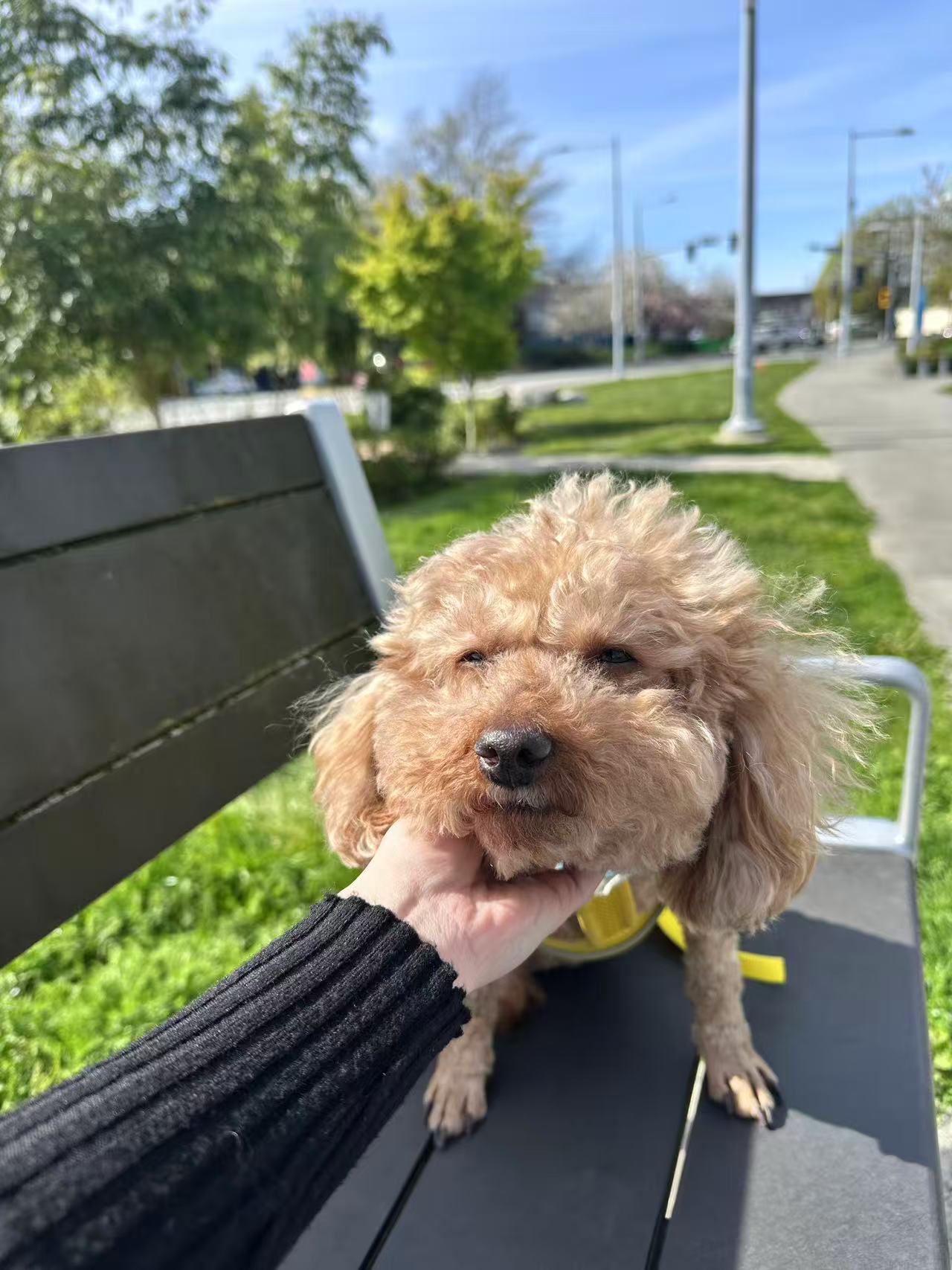 Enlarge Biscuit, an adoptable Poodle (Toy) in Richmond, BC image 5/6