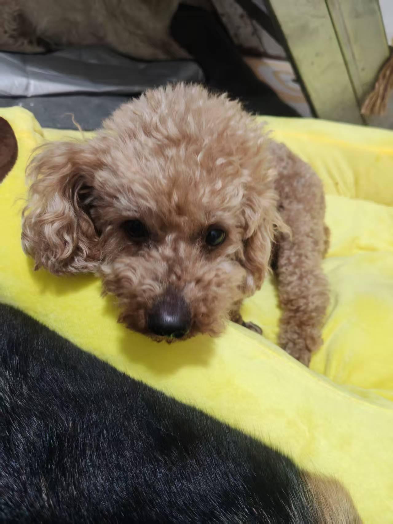 Enlarge Biscuit, a ADOPTABLE Poodle (Toy) in Vancouver, BC image 5/5