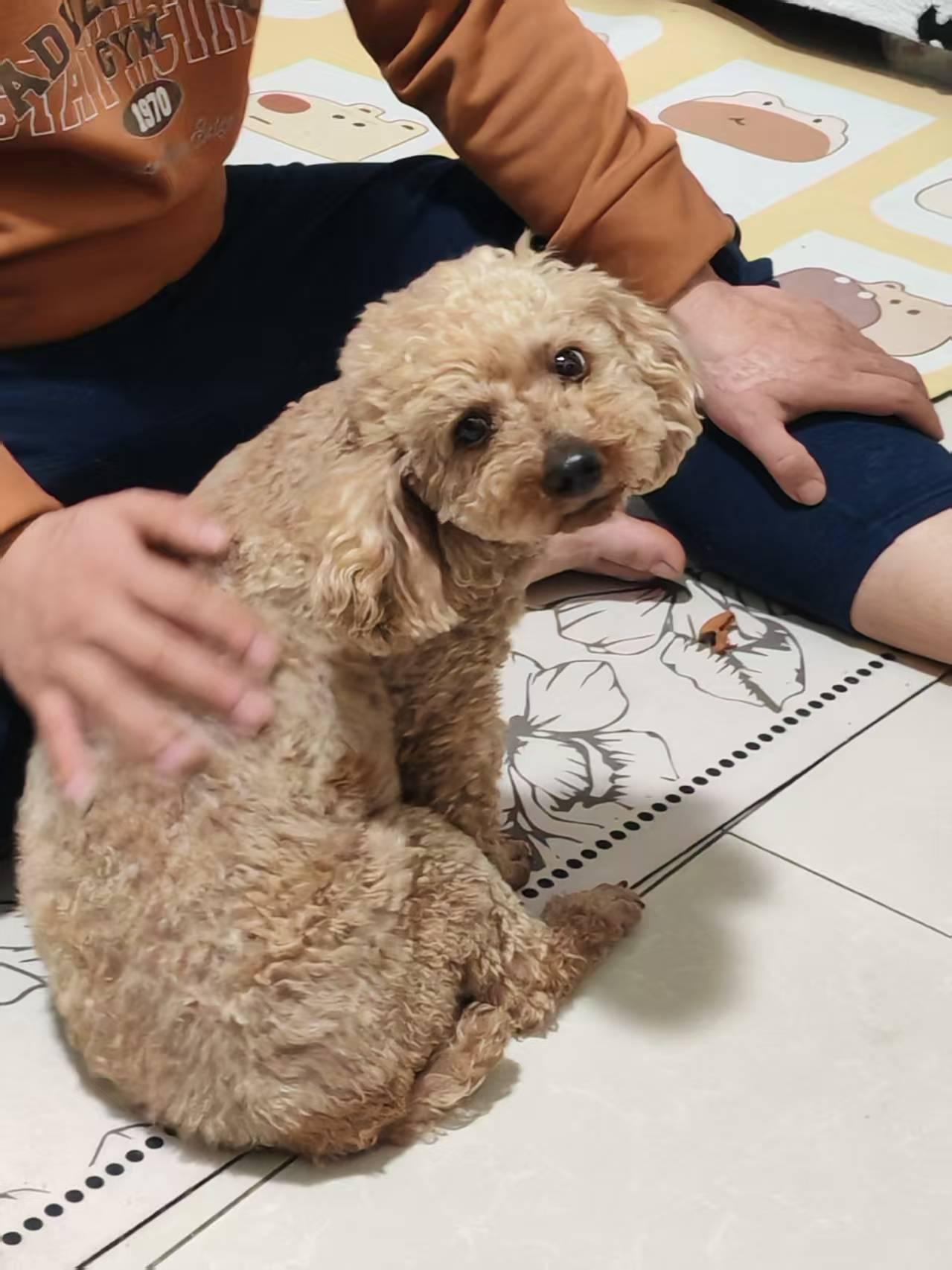 Biscuit, ADOPTABLE, Adult Male Poodle (Toy).