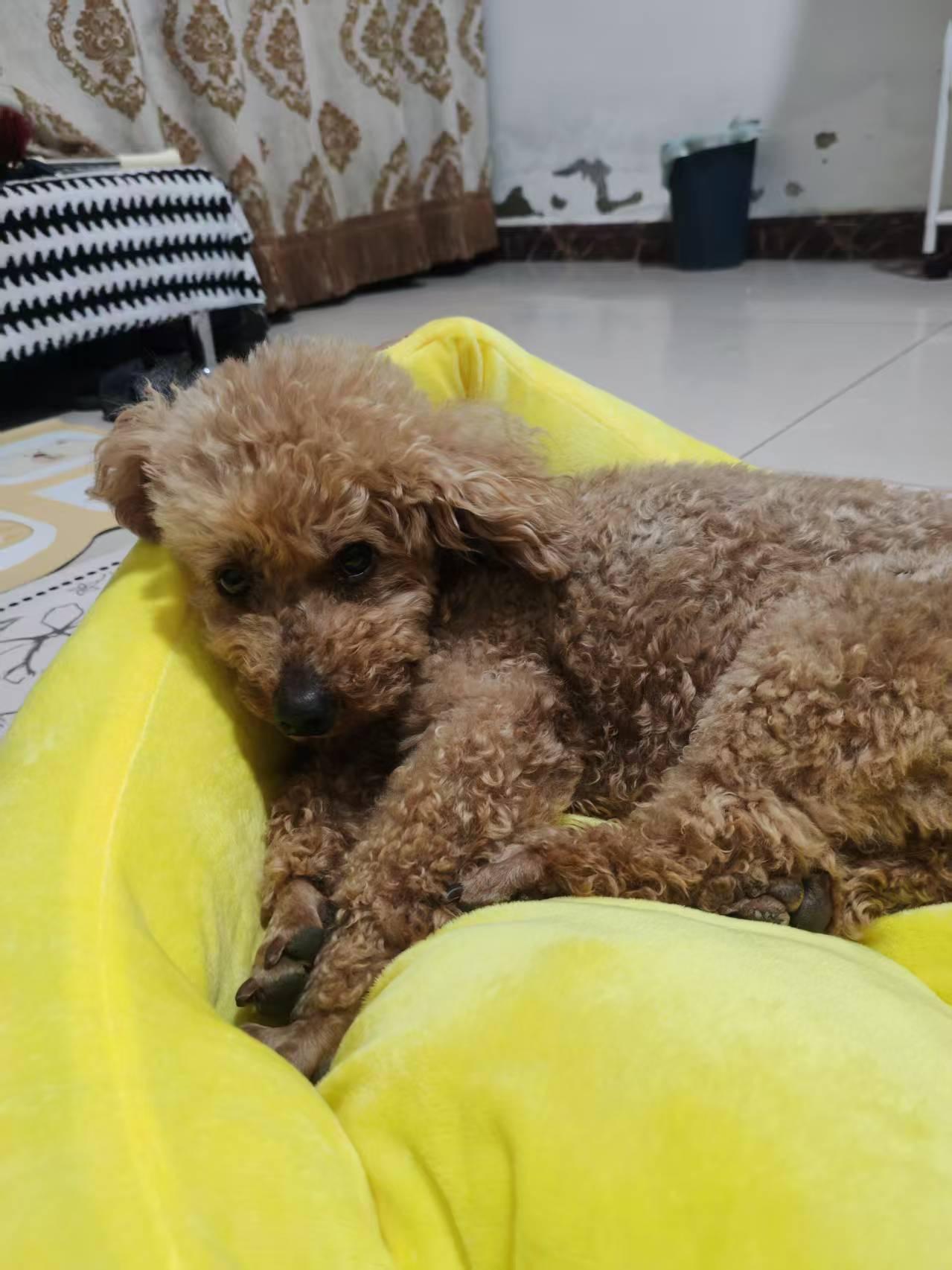 Enlarge Biscuit, a ADOPTABLE Poodle (Toy) in Vancouver, BC image 3/5