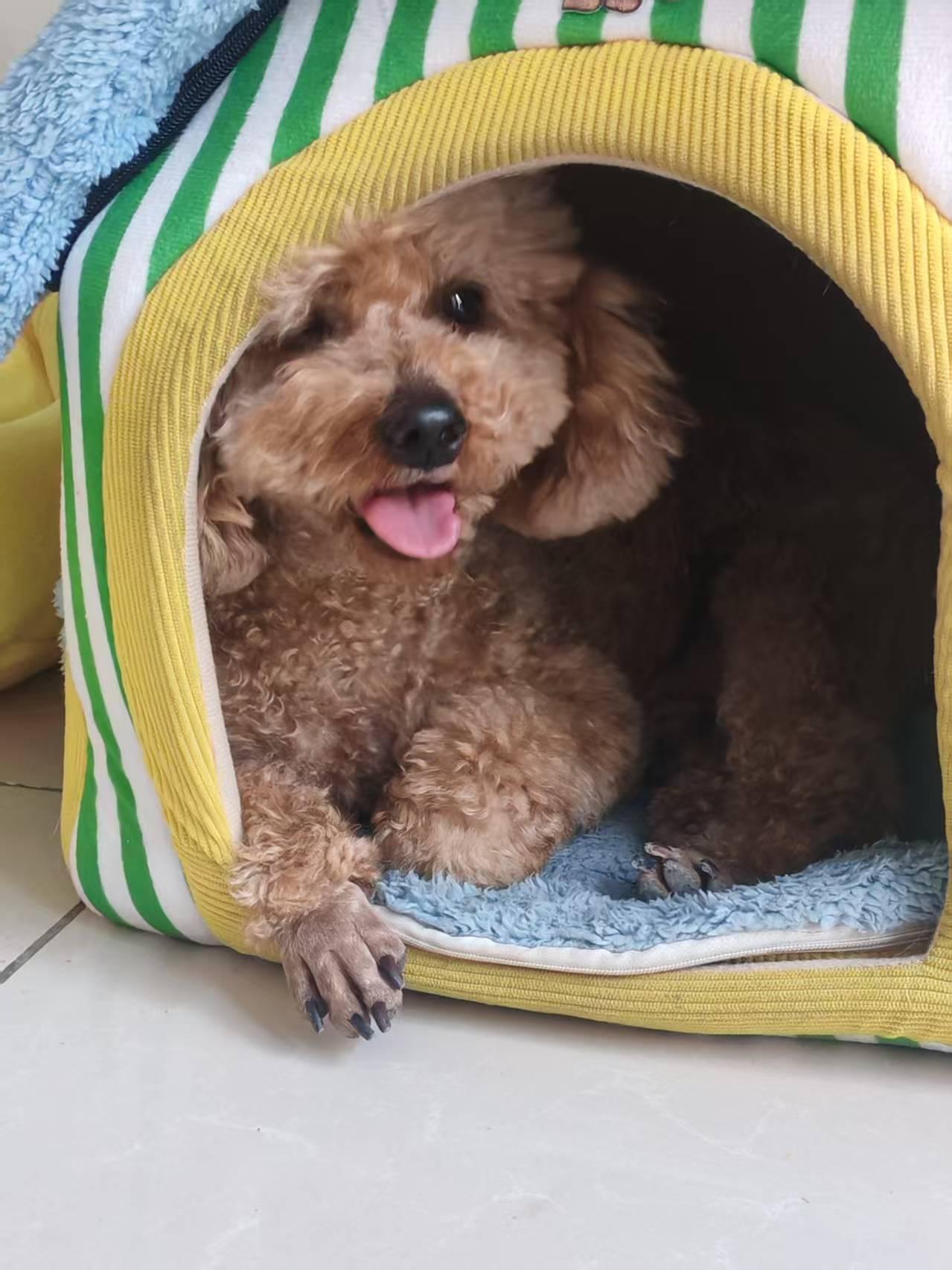 Biscuit, adoptable, Adult Male Poodle (Toy).
