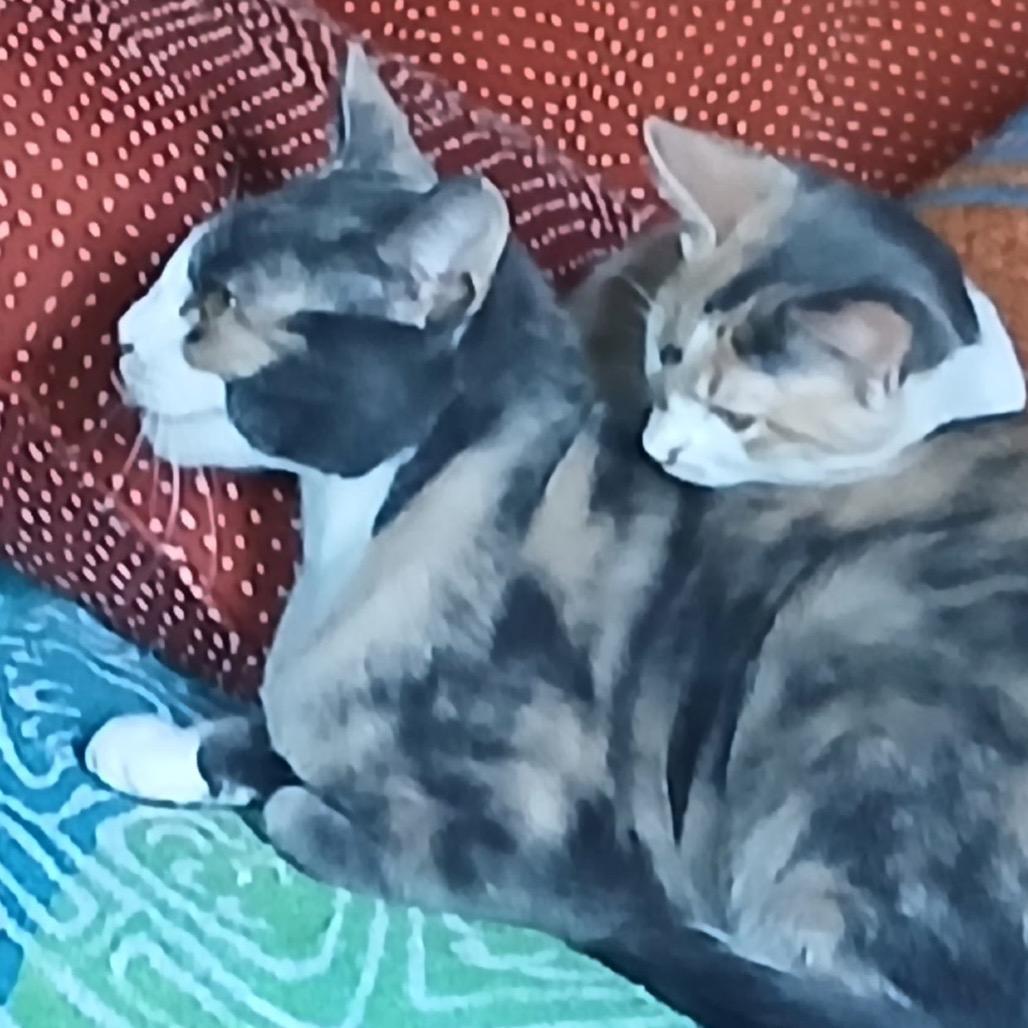 Mitsey F-21594, a Adoptable Domestic Short Hair in Merritt Island, FL image 1/3