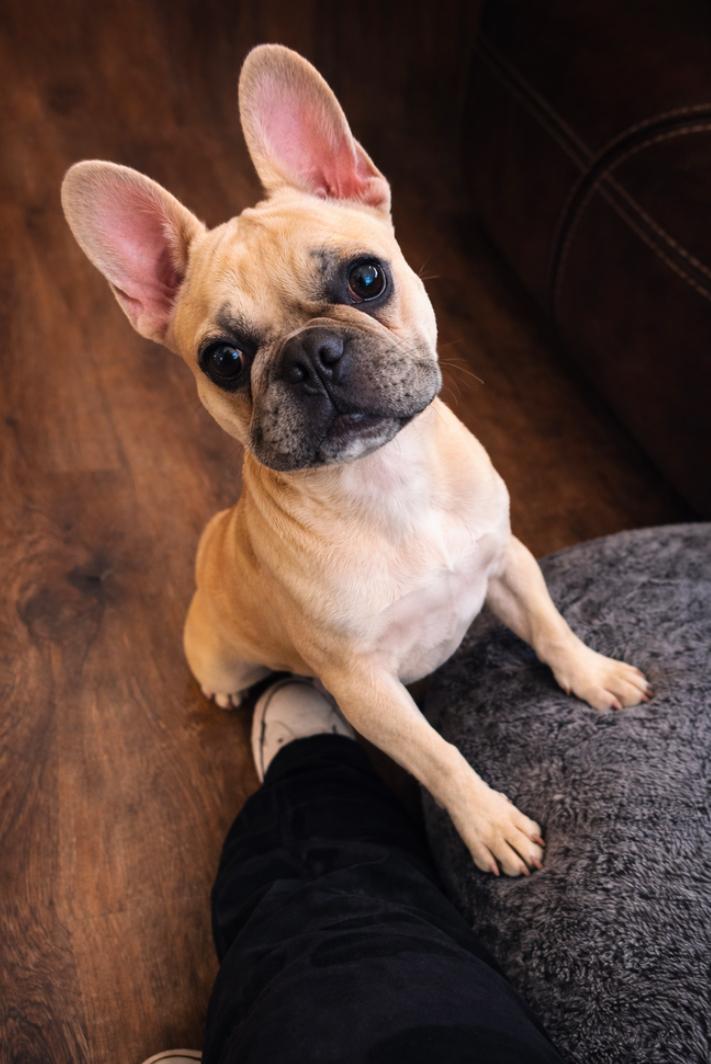 Enlarge Willow, an adopted French Bulldog in Los Angeles, CA image 1/1