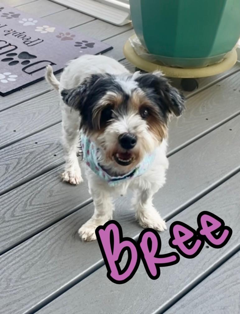 Bree in Texarkana TX, Adult Female unknown