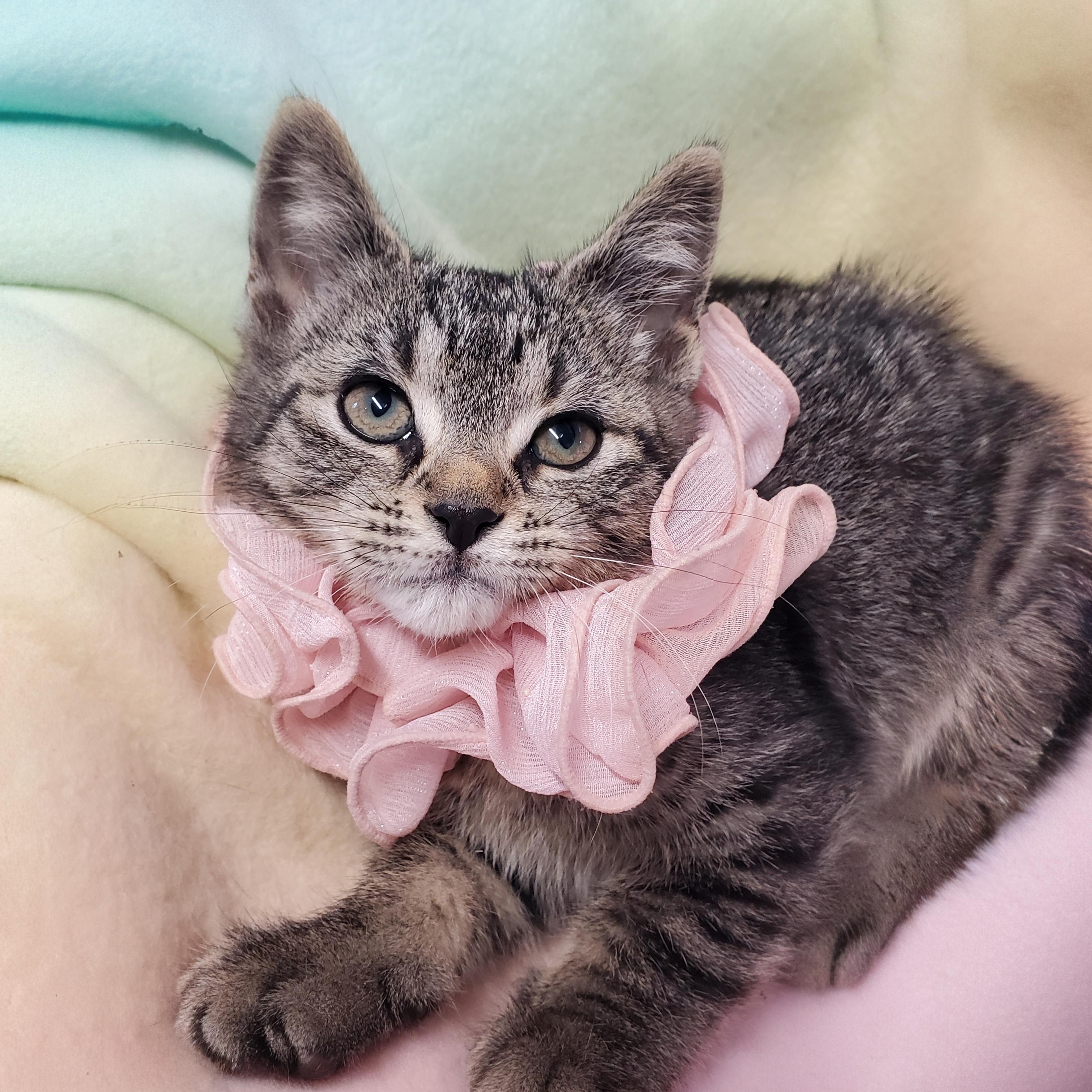 Enlarge Marissa, a Adoptable Domestic Short Hair in Marseilles, IL image 1/1