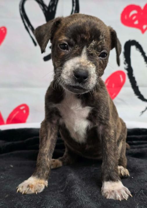 Earth, Adoptable, Puppy Female American Bulldog.