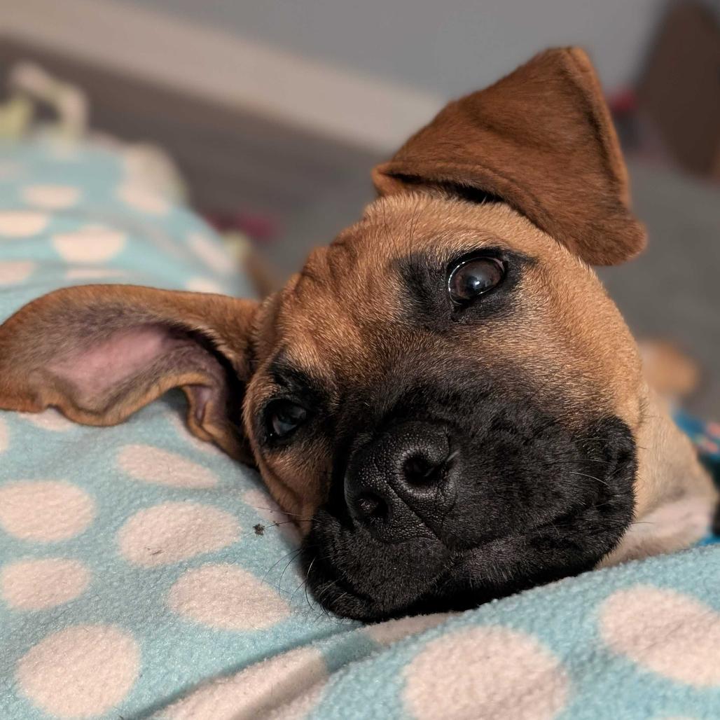 Thumper, Adoptable, Young Male Mixed Breed.