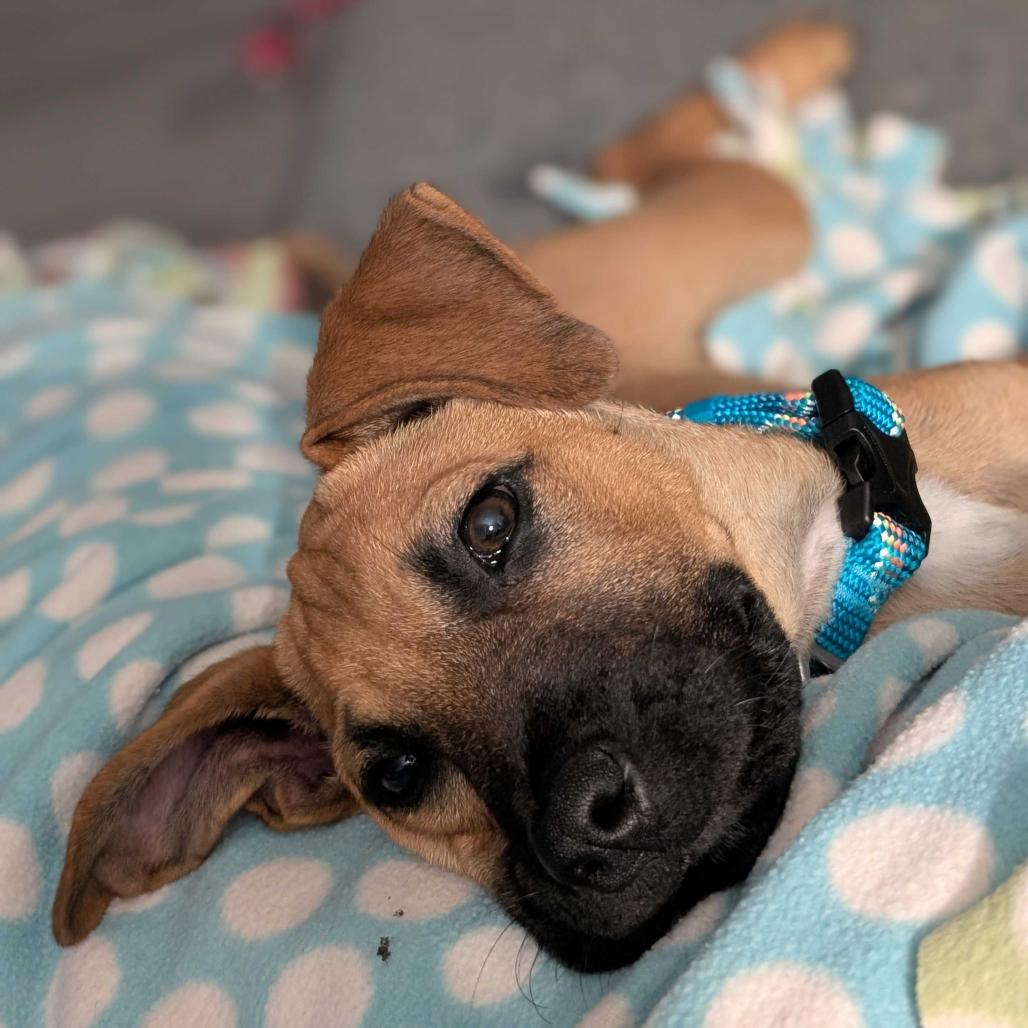 Enlarge Thumper, a Adoptable Mixed Breed in Escondido, CA image 4/6