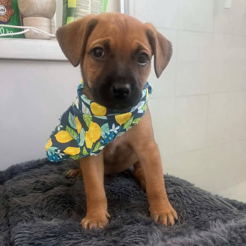 Enlarge Thumper, a Adoptable Mixed Breed in Escondido, CA image 1/1