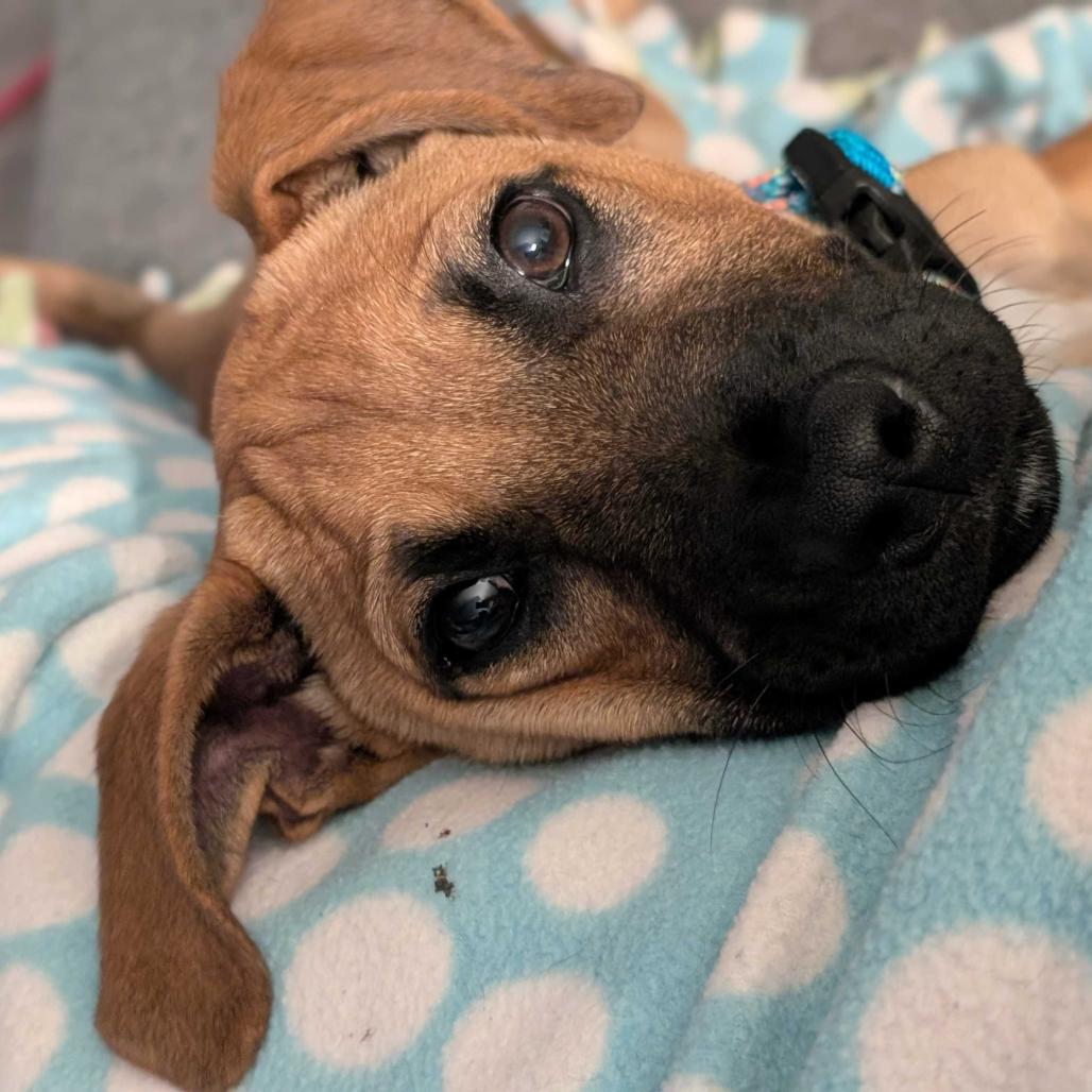 Enlarge Thumper, a Adoptable Mixed Breed in Escondido, CA image 6/6