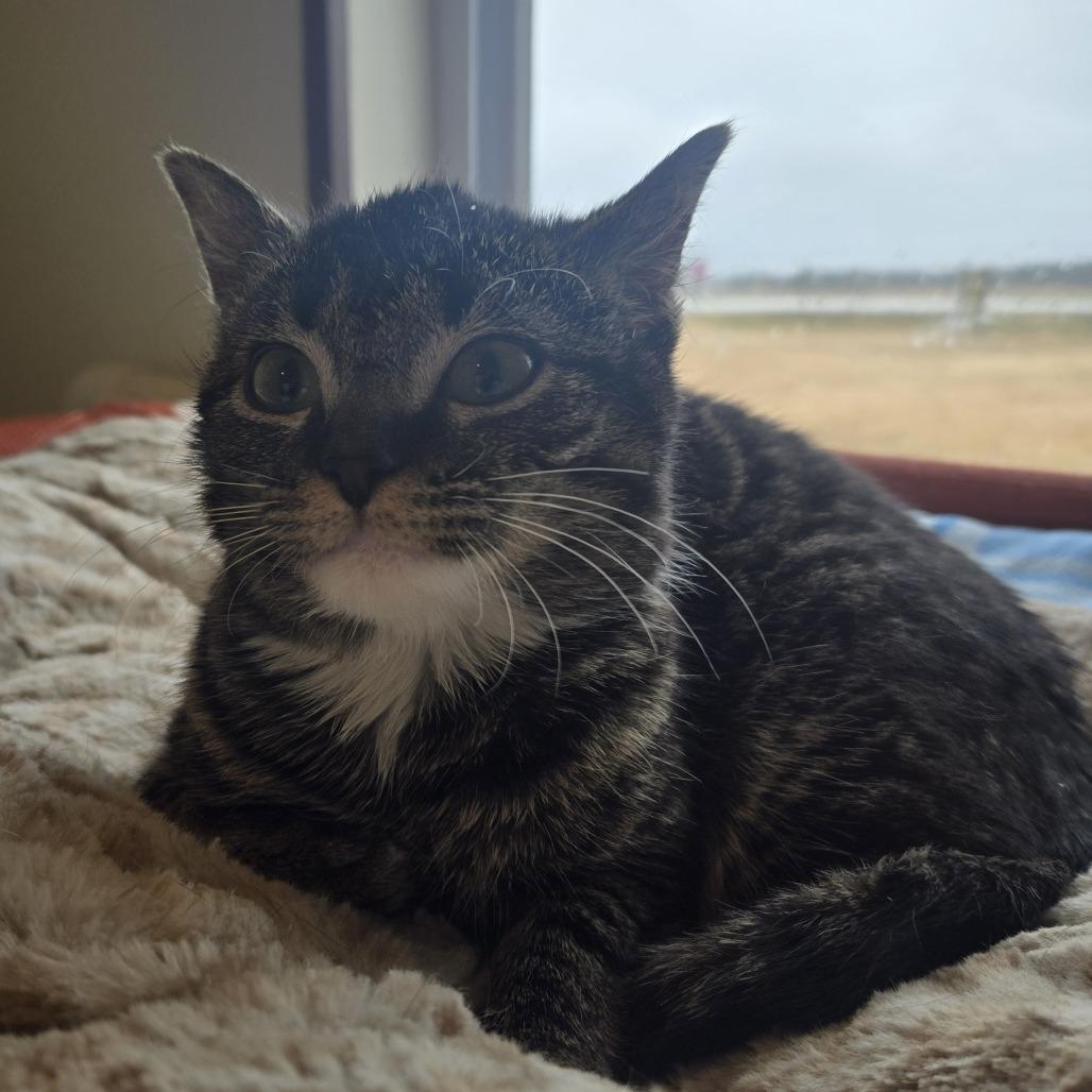 Chewy 26-066, Adoptable, Kitten Female Domestic Short Hair.