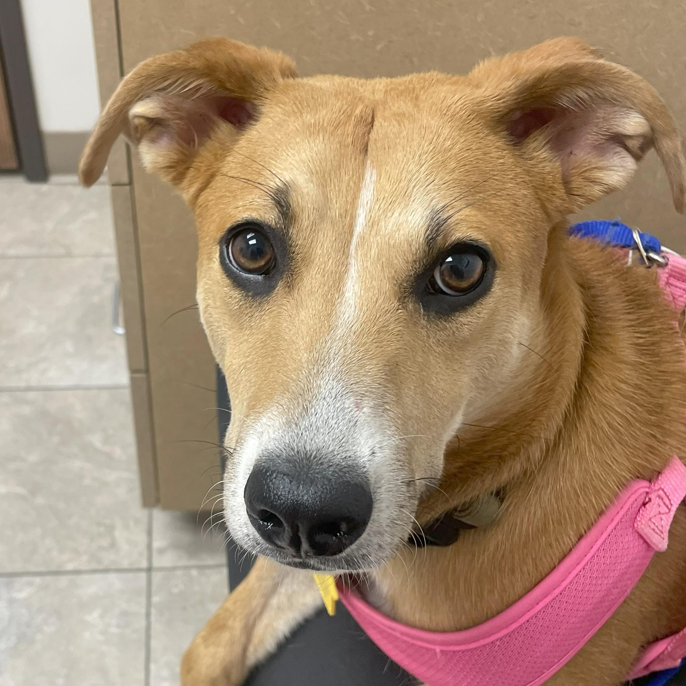 Enlarge Rosie, a Adoptable mixed breed in Upland, CA image 5/5