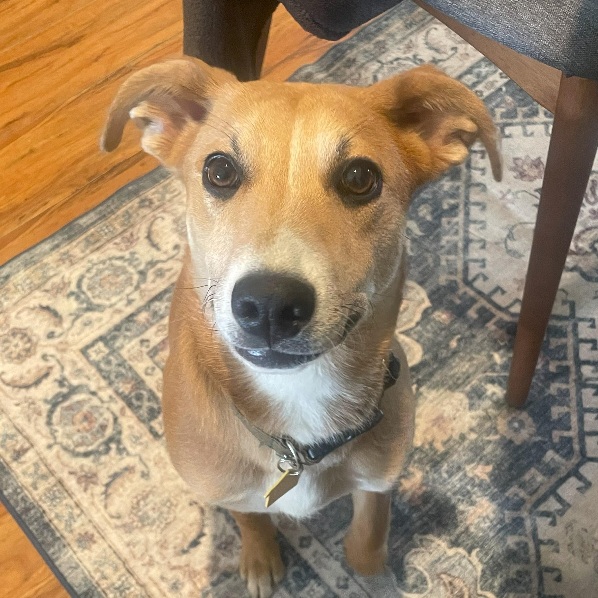 Enlarge Rosie, a Adoptable mixed breed in Upland, CA image 4/5