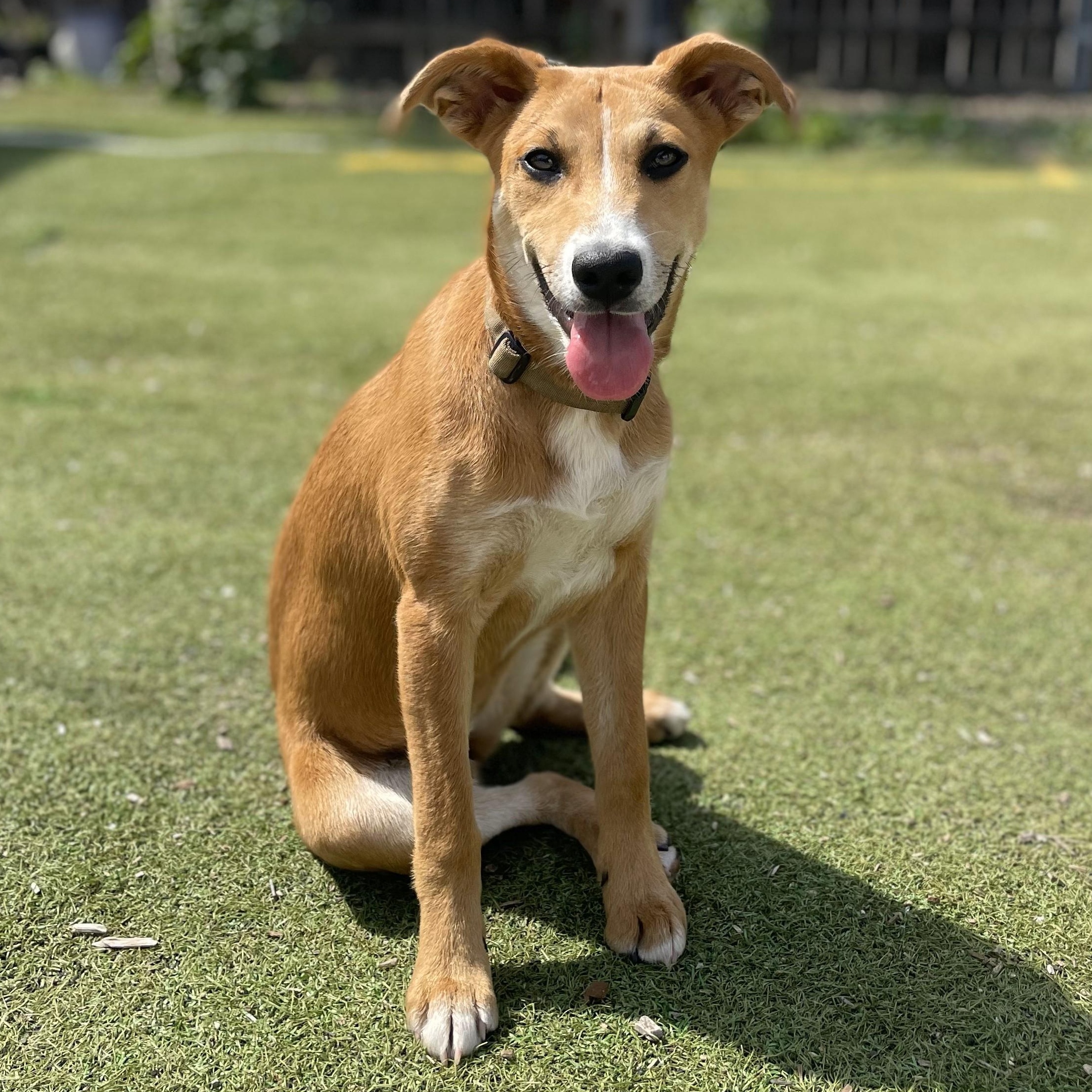 Enlarge Rosie, a Adoptable mixed breed in Upland, CA image 3/5