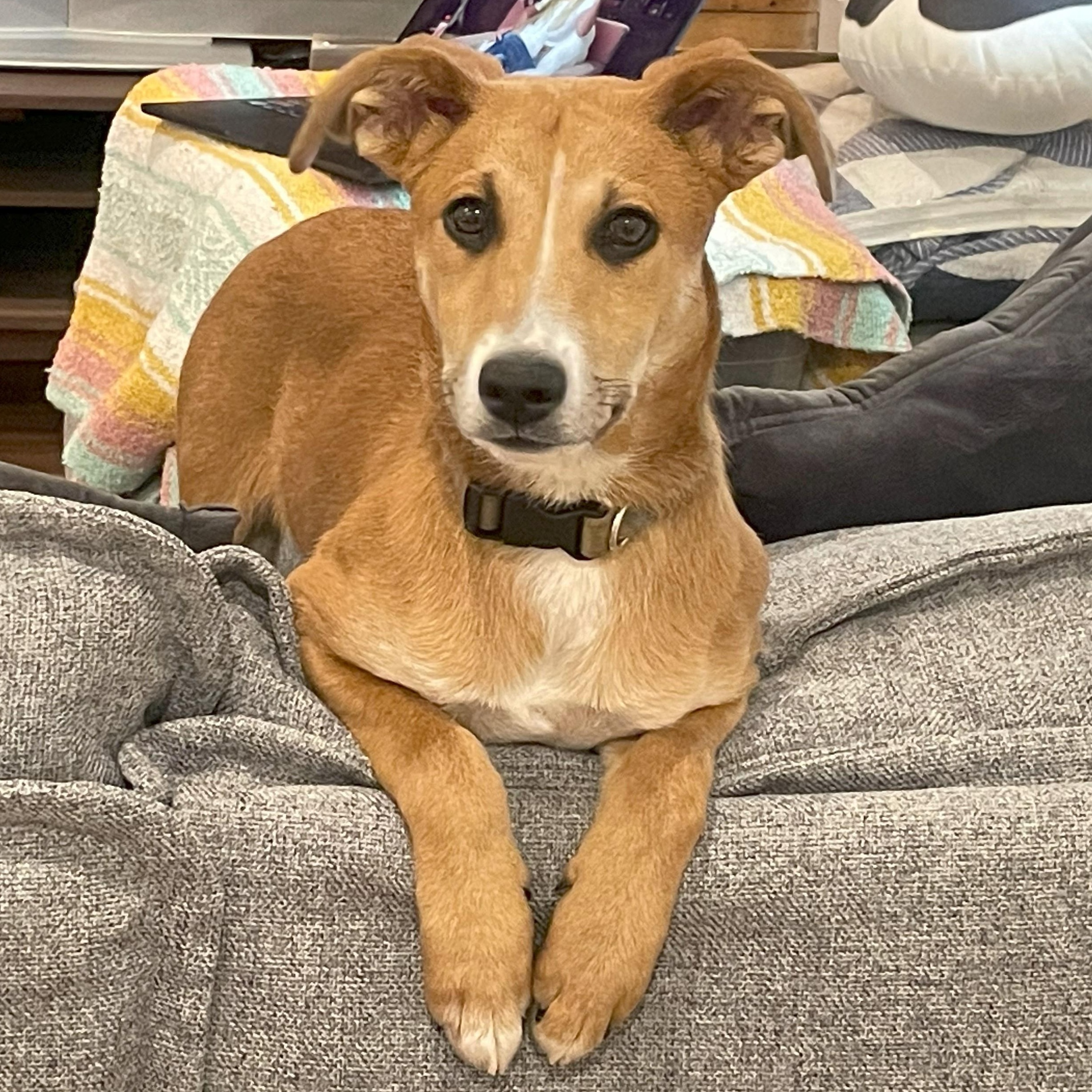 Enlarge Rosie, a Adoptable mixed breed in Upland, CA image 2/5