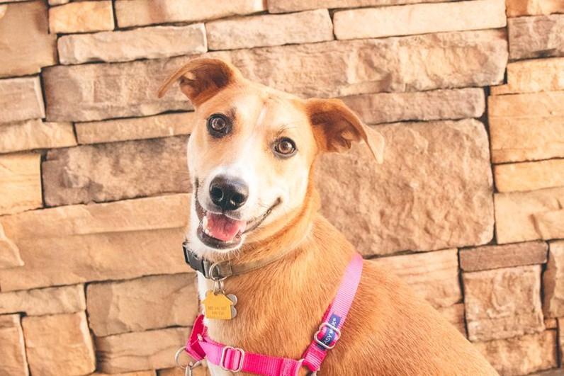 Enlarge Rosie, a Adoptable mixed breed in Upland, CA image 1/5