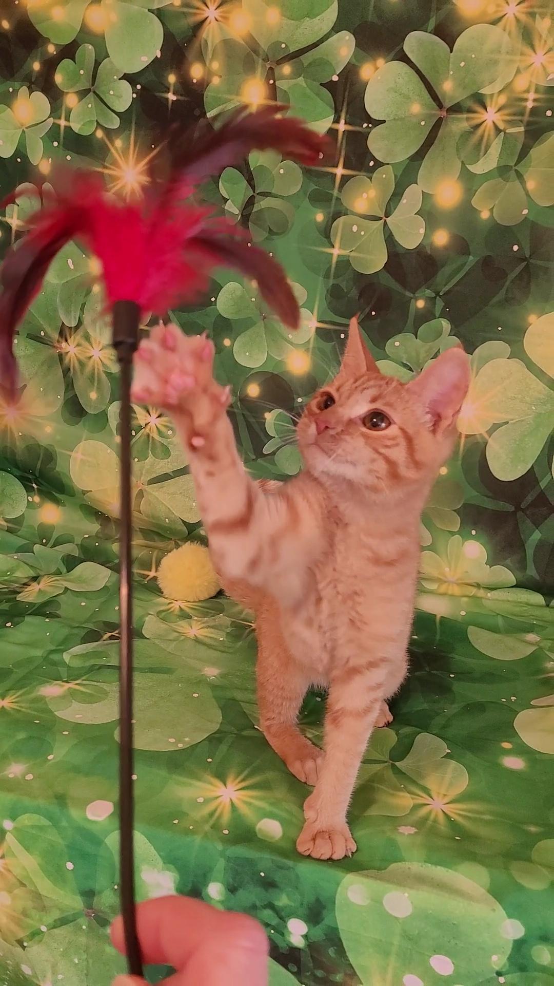 SAM, an adopted mixed breed in Escalon, CA image 2/6